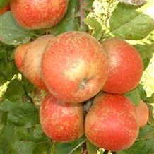 Æbletræ 'Rød Belle de Boskoop'